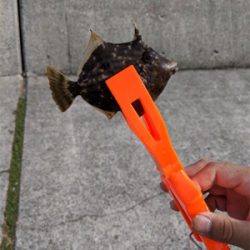 旬間近のかわはぎ釣り