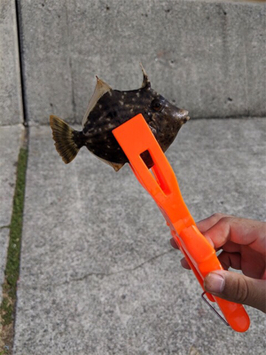 旬間近のかわはぎ釣り