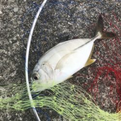 やっと今年初の！