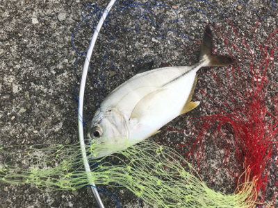 やっと今年初の！