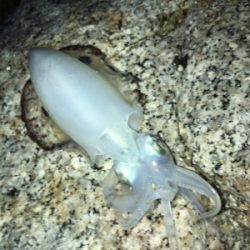 まずめエギング