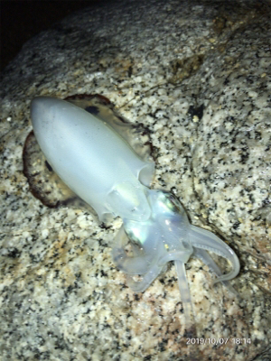 まずめエギング