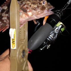 アジング練習 35五匹