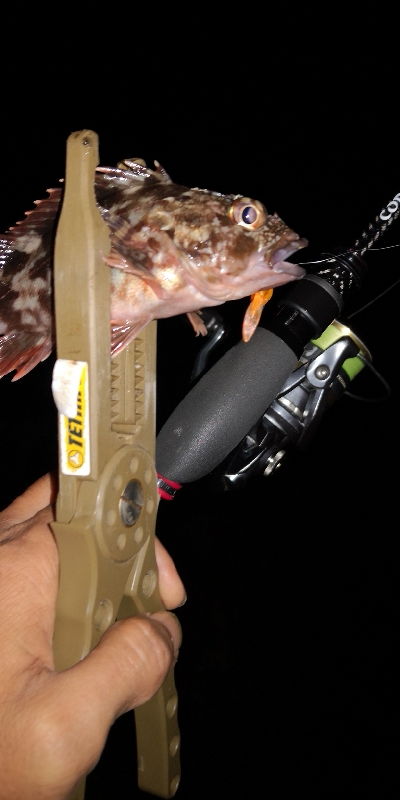 アジング練習 35五匹