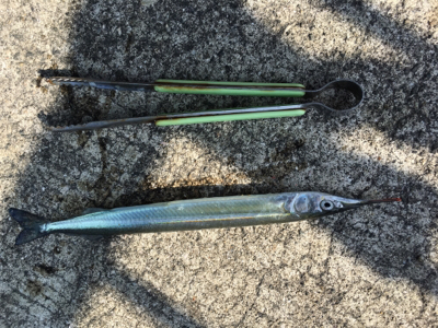 まだまだ釣れる