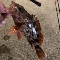 シーバス狙いの夜釣りのはずが、、