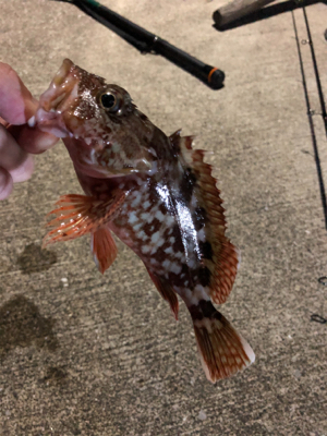シーバス狙いの夜釣りのはずが、、