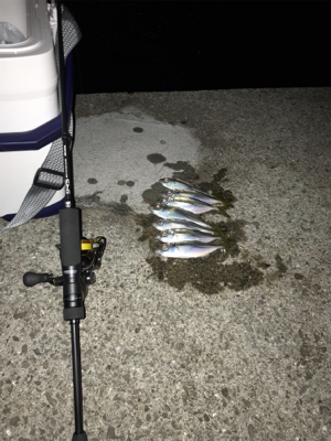 仕事終わりにちょいアジング