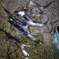 タチウオ好調♪