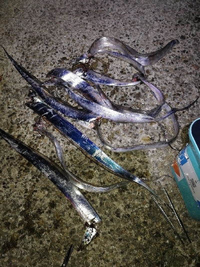 タチウオ好調♪