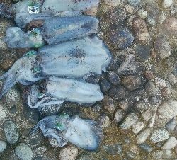 アオリイカ5杯！！