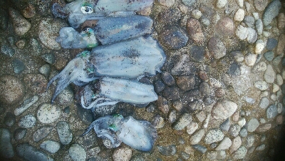 アオリイカ5杯！！