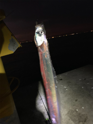 ミニ波止で五目釣り達成