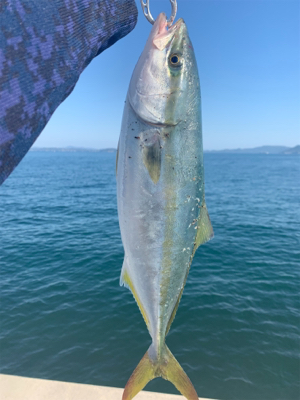 ツバスシーズン終盤泣きの1尾