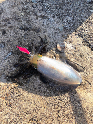 高波でダメとは分かっていたけど...