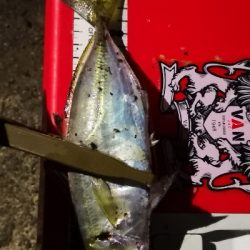 アジング練習 36