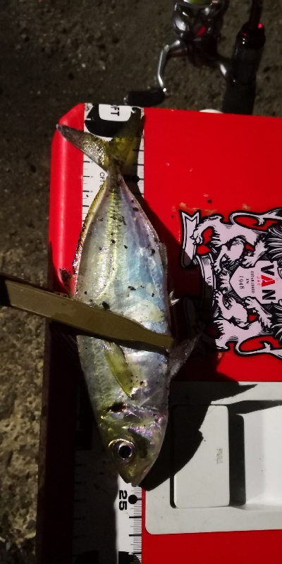 アジング練習 36