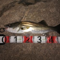 シーバスつ抜け