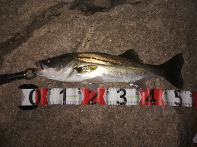 シーバスつ抜け