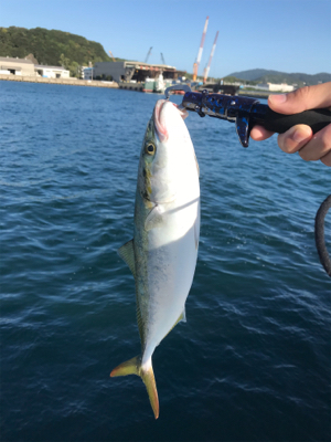 のませにハマってしまった…