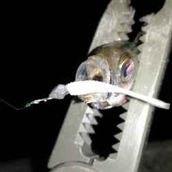 ナイトアジング