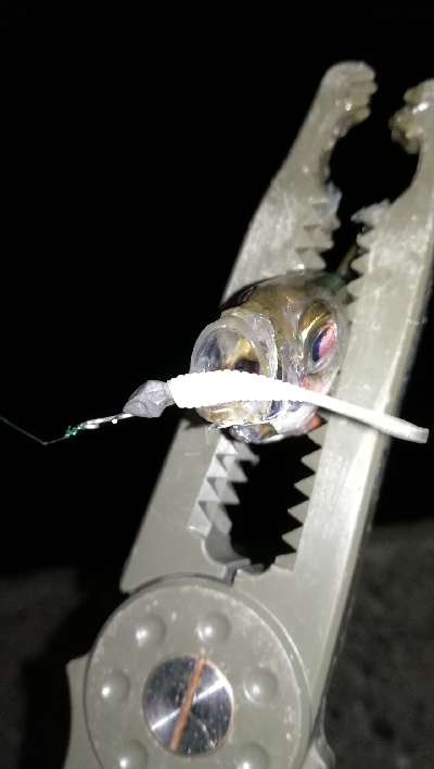 ナイトアジング