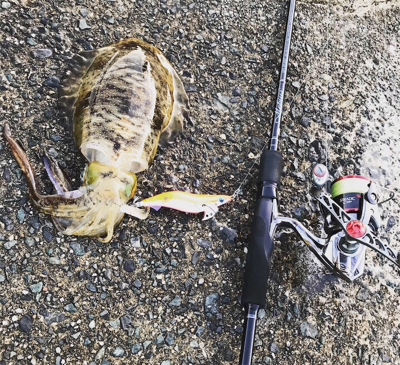 久しぶりの良型