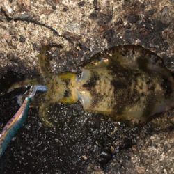 1時間半でアオリ5杯