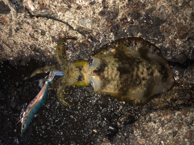 1時間半でアオリ5杯