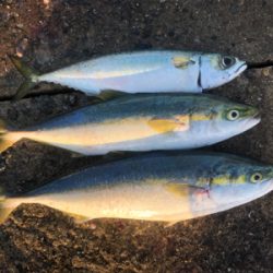 台風前の荒食い狙って…リベンジ編
