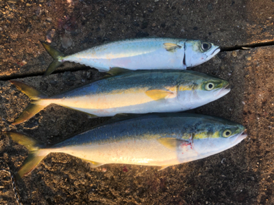 台風前の荒食い狙って…リベンジ編
