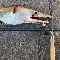 デカ太刀魚かと思いきや…。