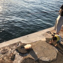 サビキ釣りin二神島