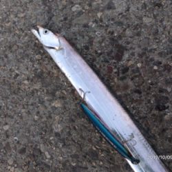 タチウオ後アオリ