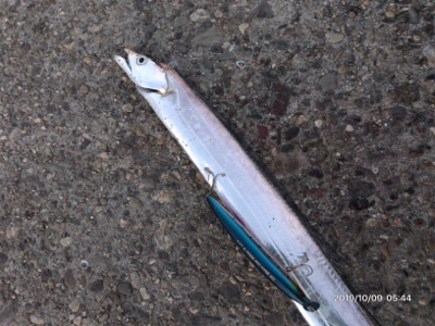 タチウオ後アオリ