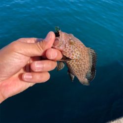 なんも釣れん。