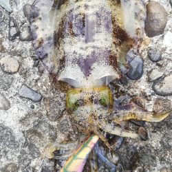 今シーズン初淡路調査