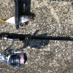 昼間のアジング