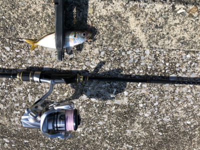 昼間のアジング