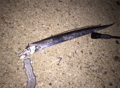 太刀魚 ワインド