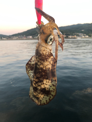 夕まづめ場所がよかった！？