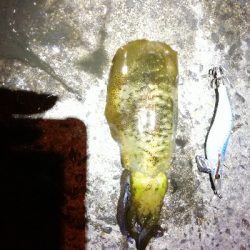 Let’s　秋イカ　エギング～