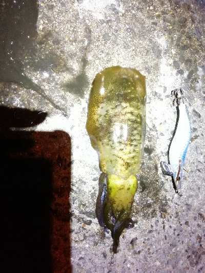 Let’s　秋イカ　エギング～