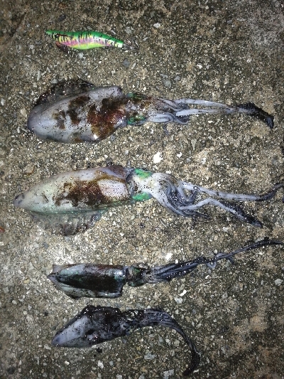 アオリイカ調査