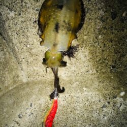 アオリイカとエギが釣れた！