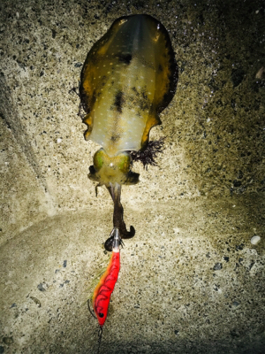 アオリイカとエギが釣れた！