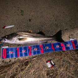 某有名橋脚ポイントでなんと！