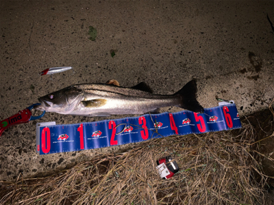 某有名橋脚ポイントでなんと！