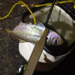 アジング練習 37