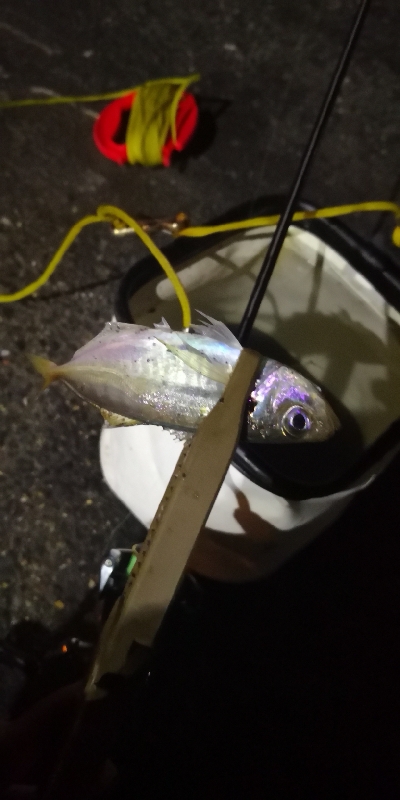 アジング練習 37